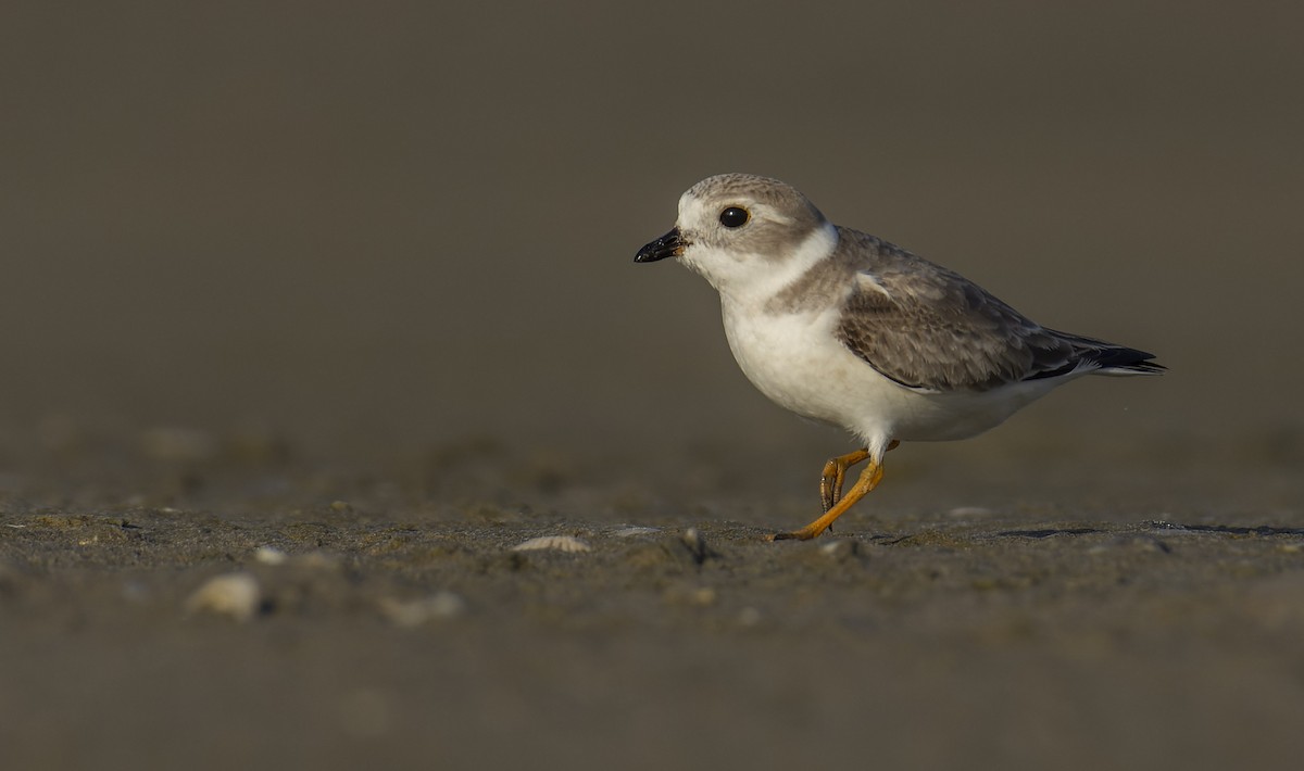 Piping Plover - ML506054531