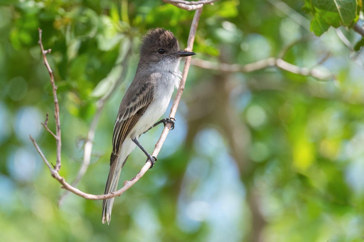 Puerto Rican Flycatcher - Adam Jackson