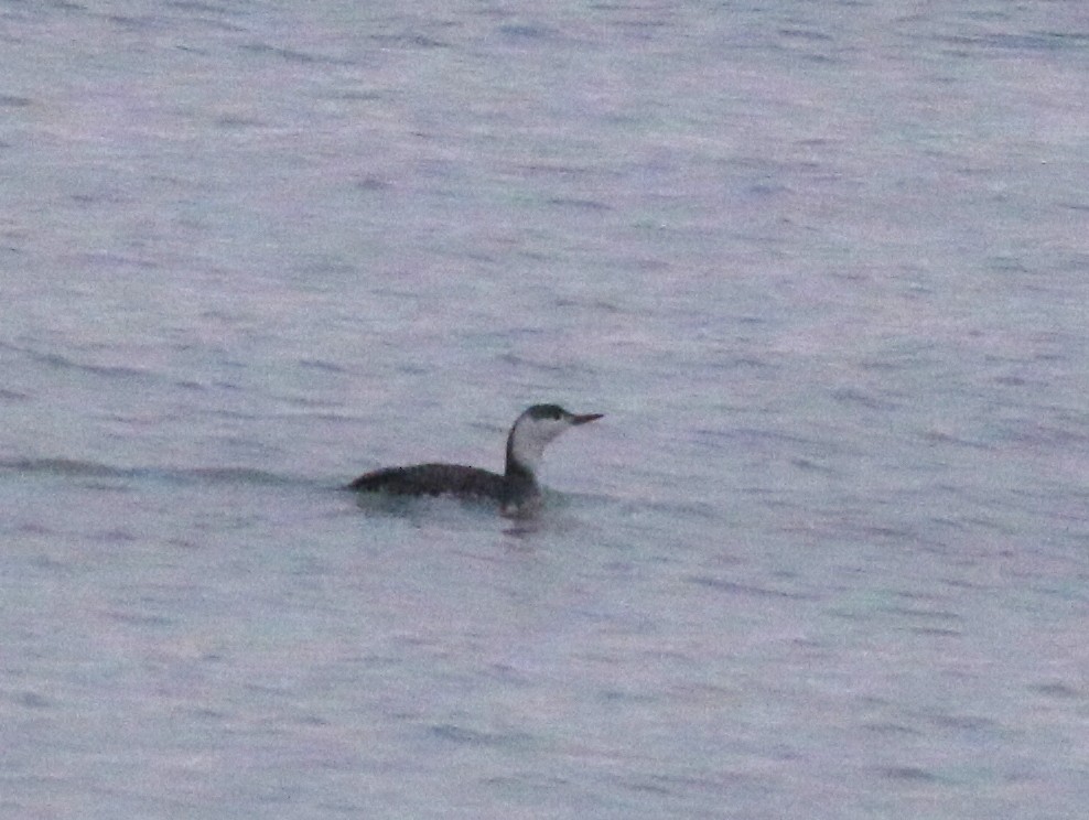 Red-throated Loon - ML50606101
