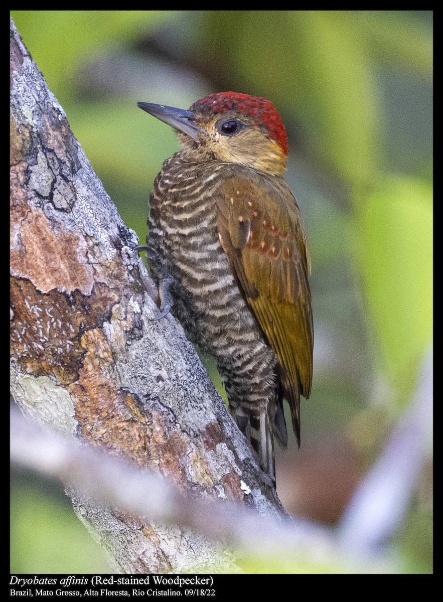 Red-stained Woodpecker - ML506061841