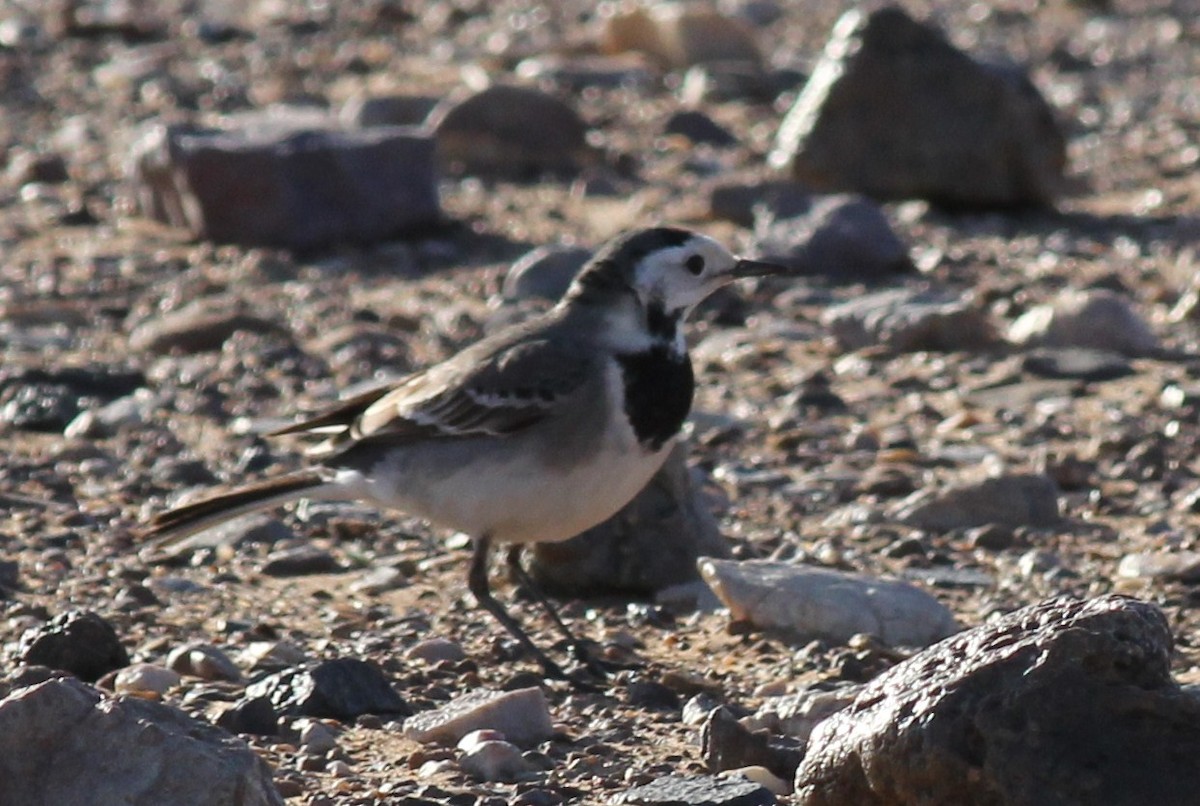 White Wagtail (Moroccan) - ML50606361
