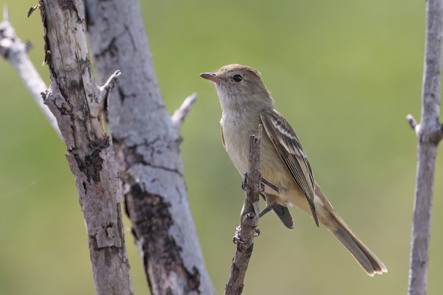 Caribbean Elaenia