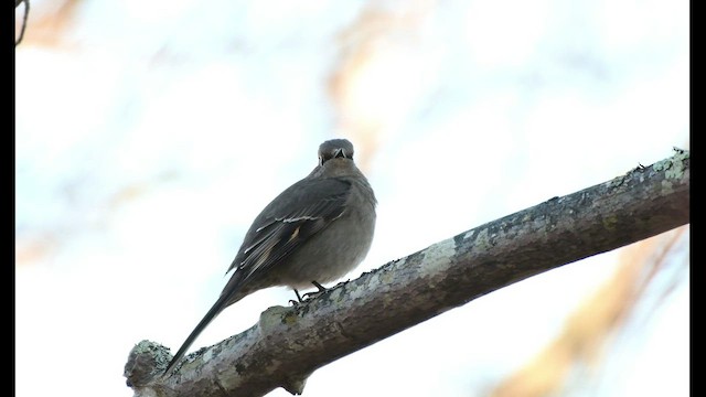 Townsend's Solitaire - ML506066221