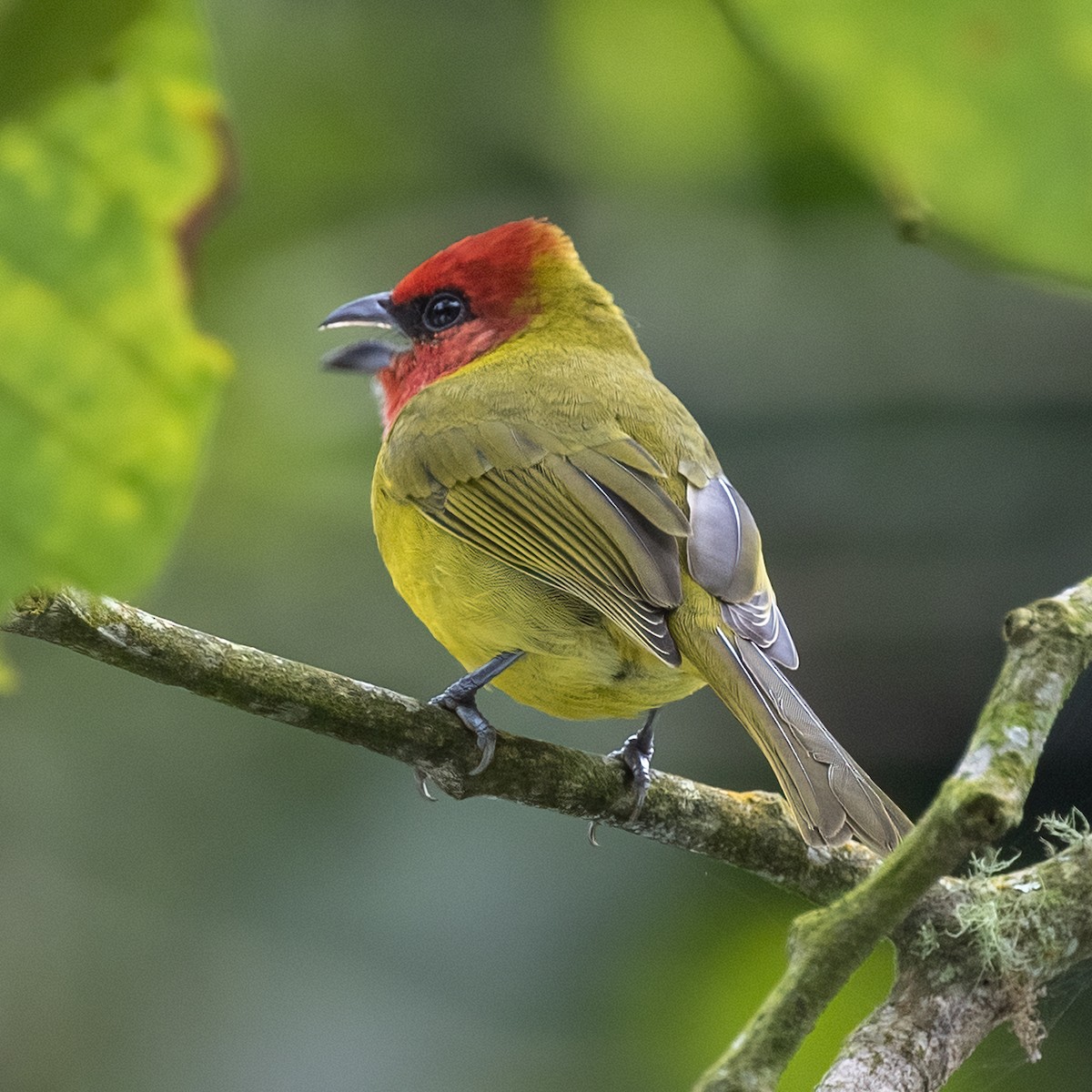 Red-headed Tanager - Dan Vickers