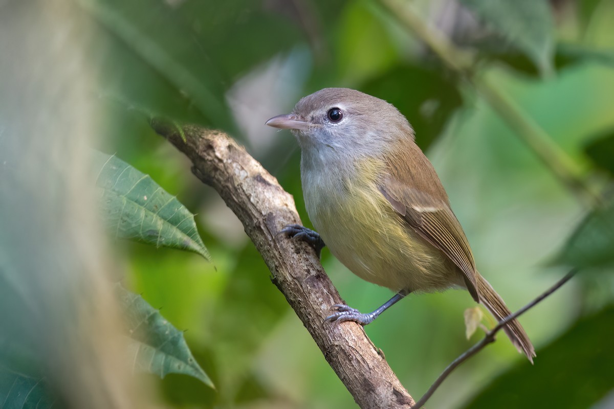 Puerto Rican Vireo - Adam Jackson