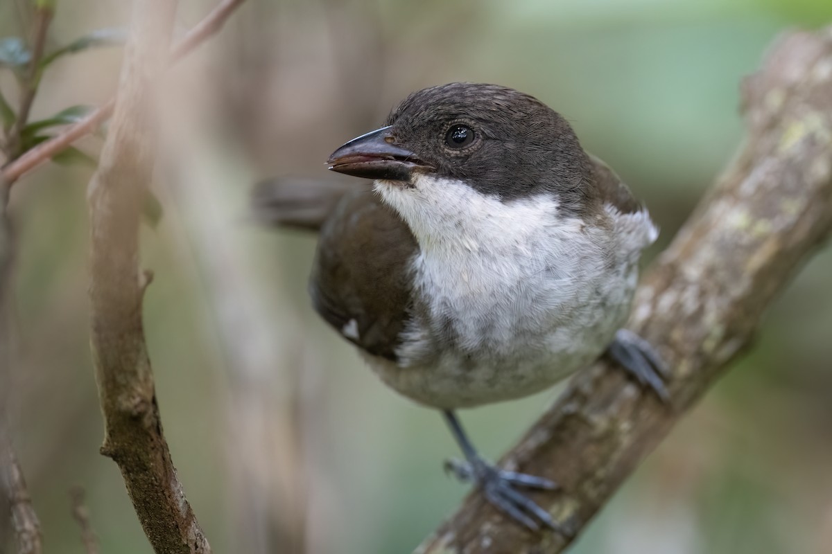 Puerto Rican Tanager - Adam Jackson