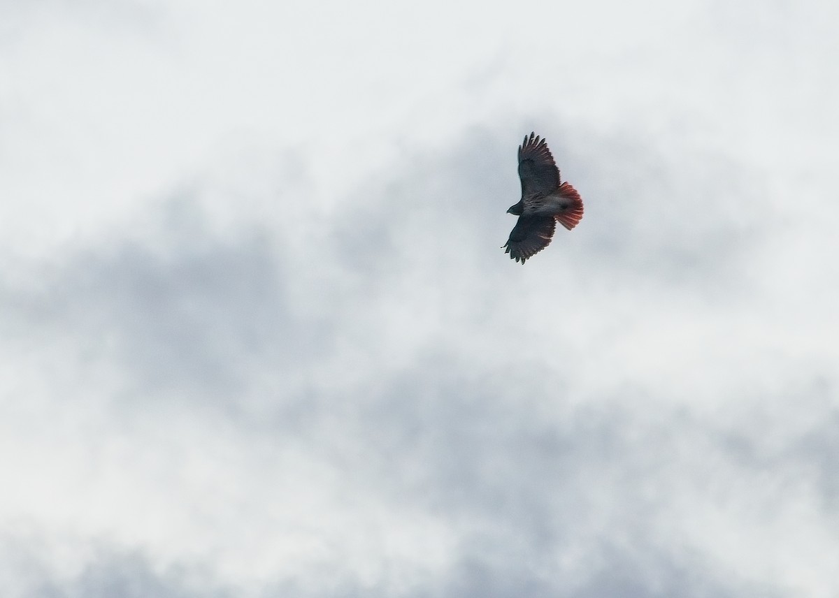 Red-tailed Hawk - Zachary Klukkert