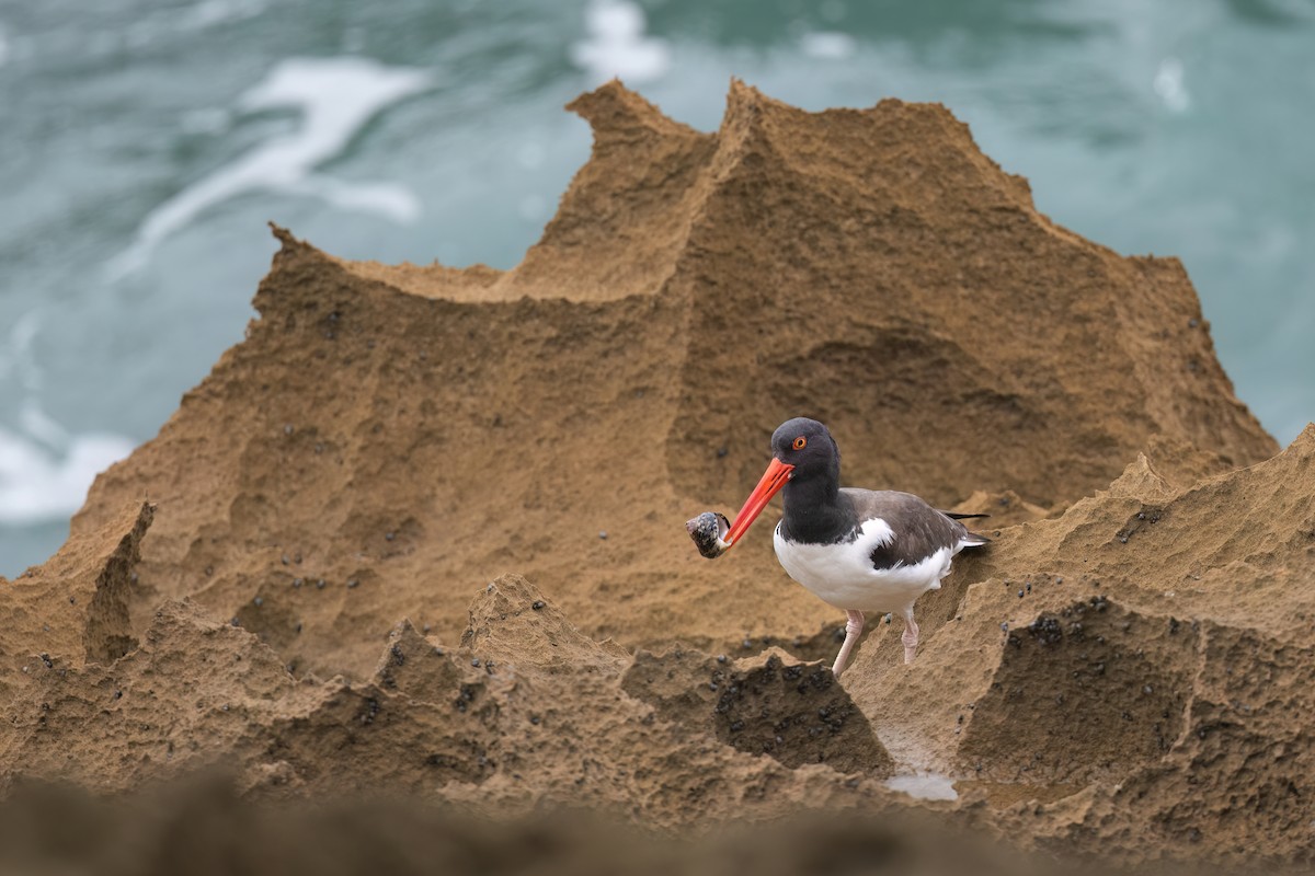 American Oystercatcher - Adam Jackson