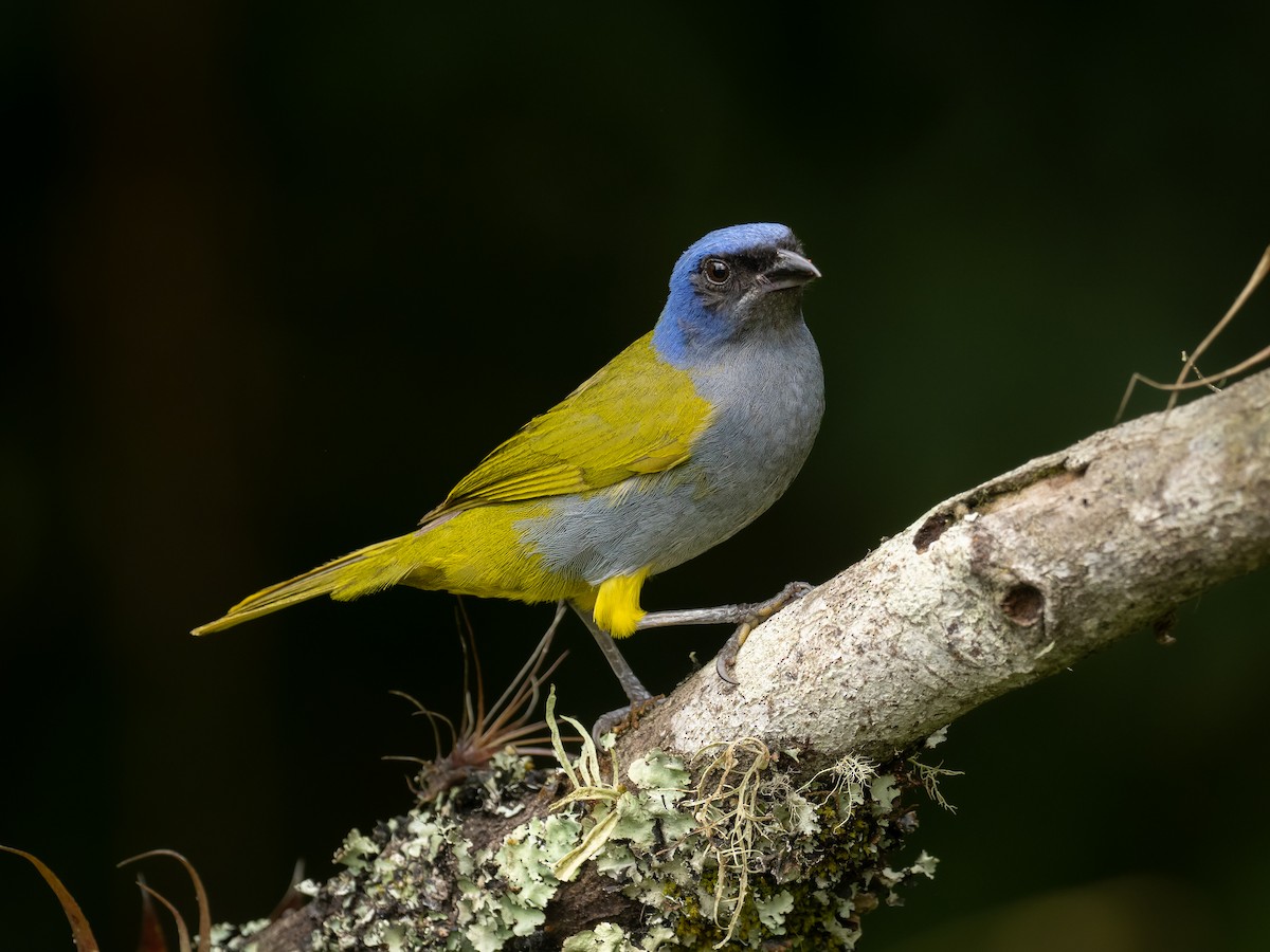 Blue-capped Tanager - ML506079861