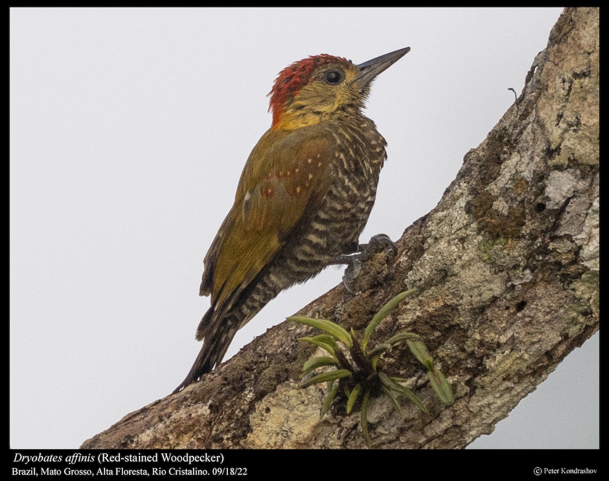 Red-stained Woodpecker - Peter Kondrashov