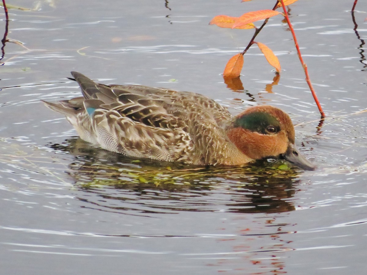 Green-winged Teal - ML506082961