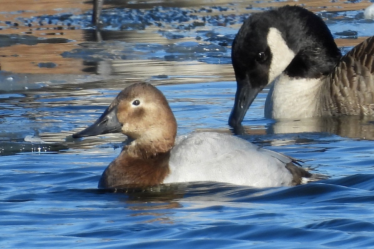 eBird Checklist - 21 Nov 2022 - Sag Quarries - 19 species (+1 other taxa)