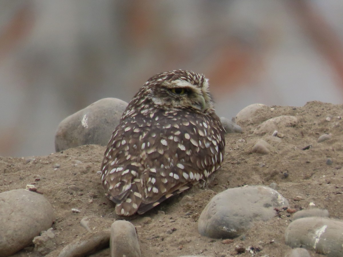 Burrowing Owl - ML506090101