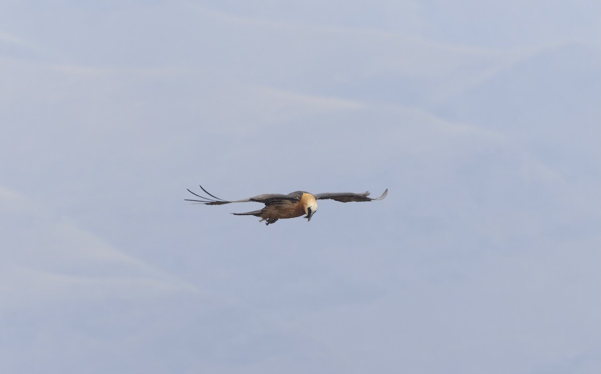 Bearded Vulture (African) - ML506090961