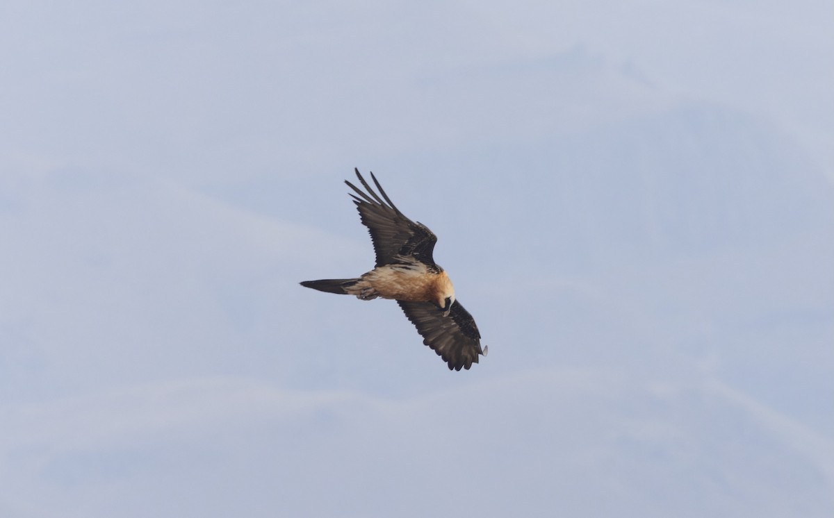 Bearded Vulture (African) - ML506090971