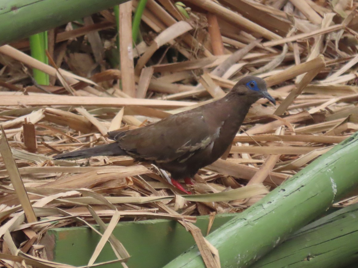 West Peruvian Dove - ML506091211