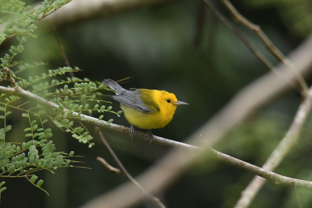Prothonotary Warbler - ML506091231