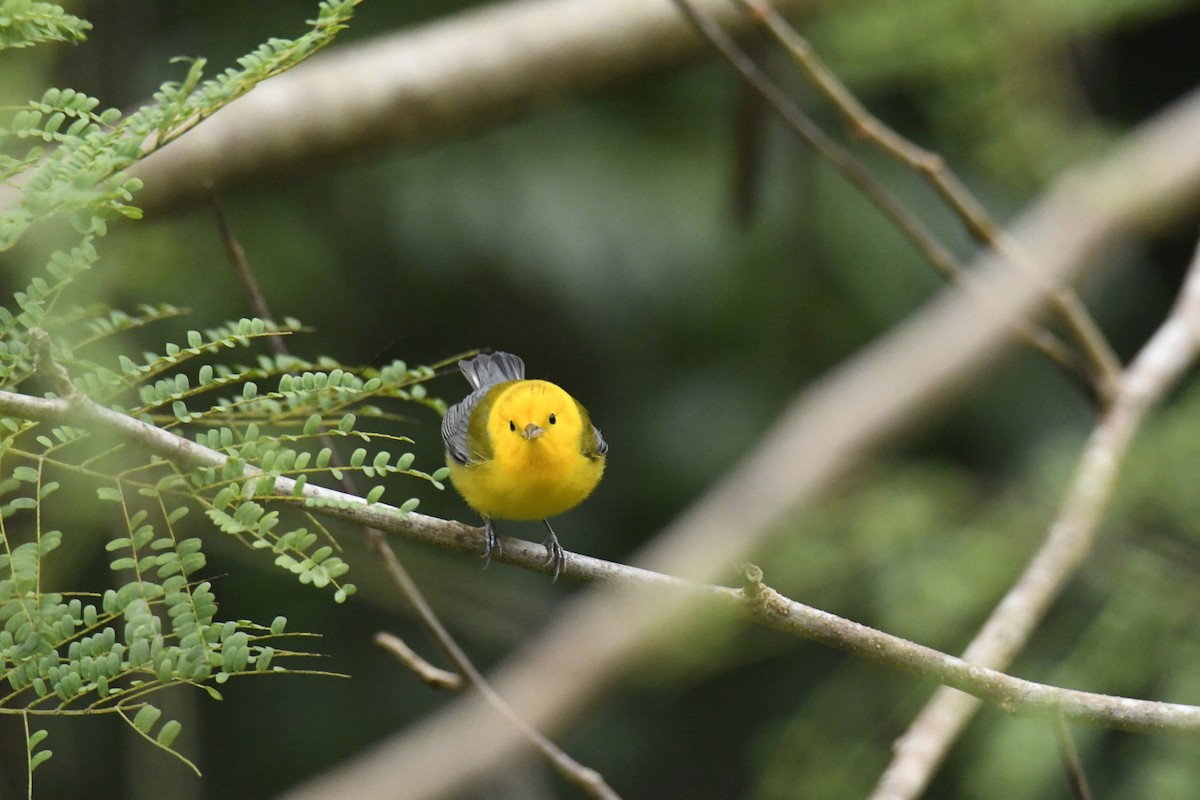 Prothonotary Warbler - ML506091241