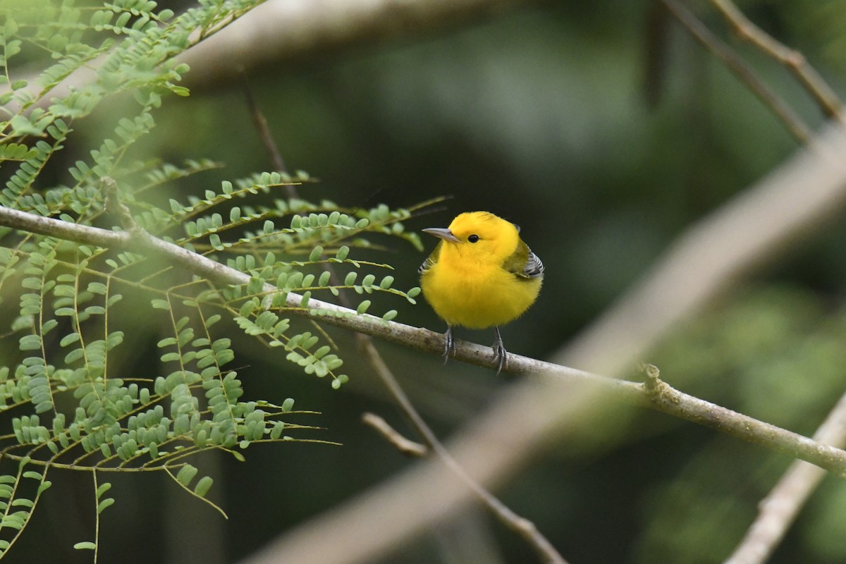 Prothonotary Warbler - ML506091251