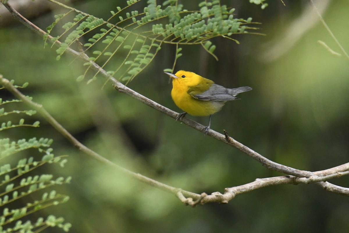 Prothonotary Warbler - ML506091261