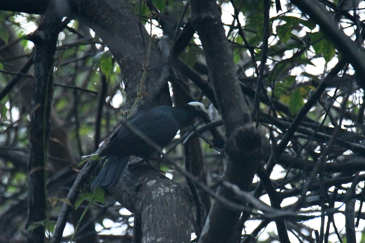 White-crowned Pigeon - ML506095211