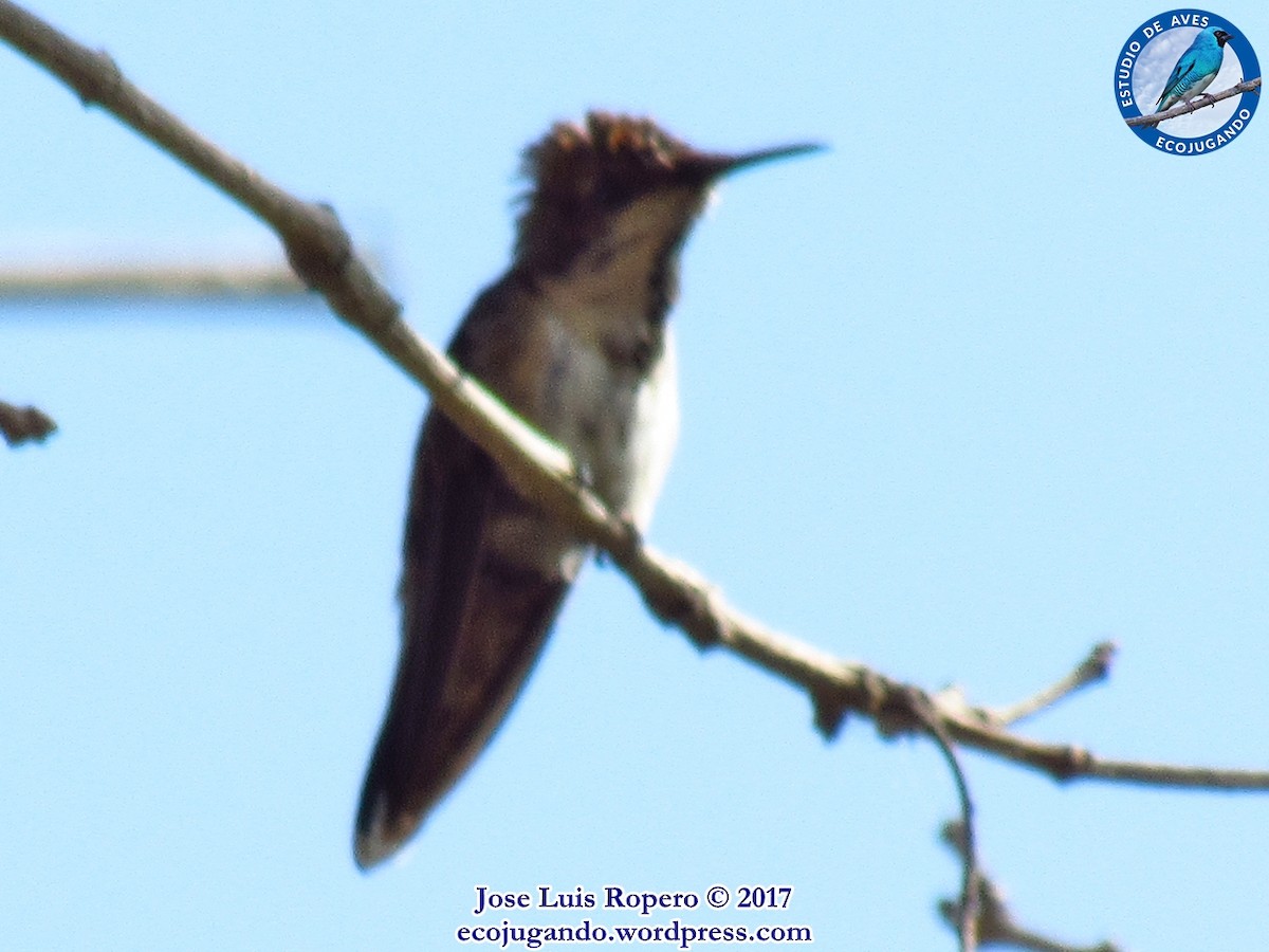 Ruby-topaz Hummingbird - Jose Luis Ropero