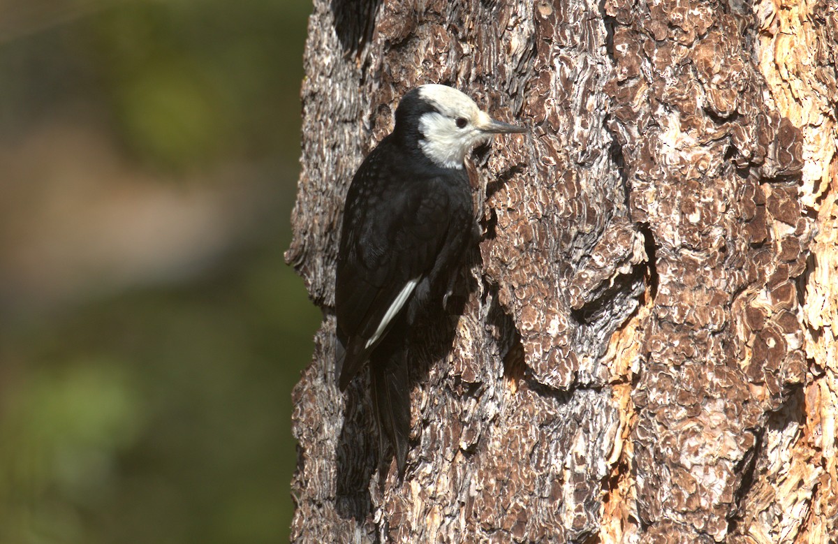 White-headed Woodpecker - ML506097241