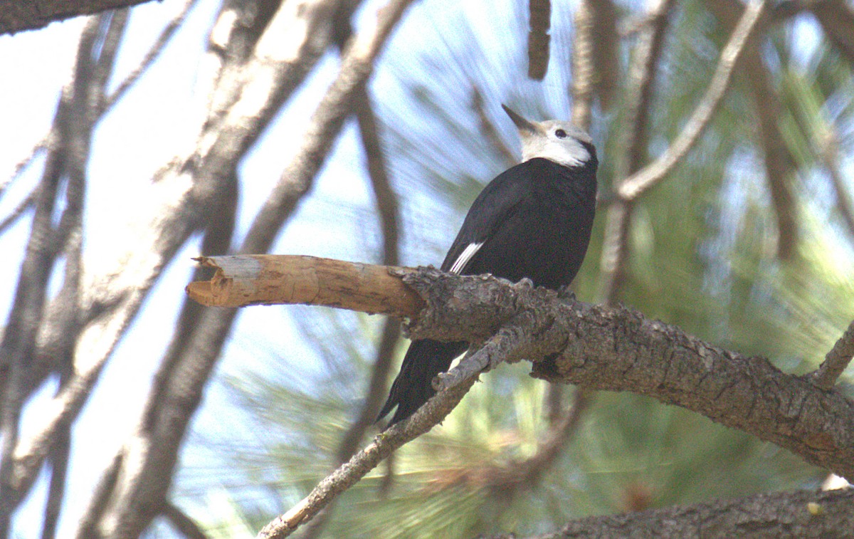 White-headed Woodpecker - ML506097271