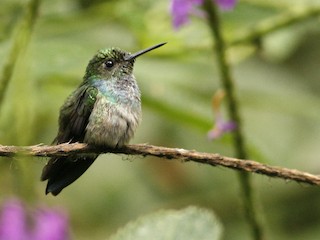 Blue-chested Hummingbird - eBird