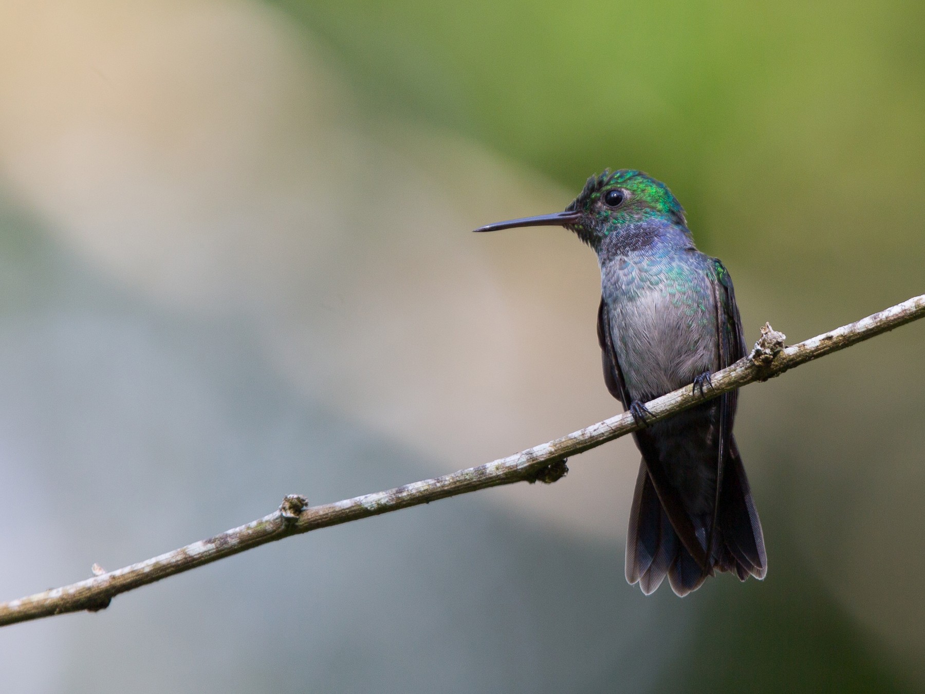 Blue-chested Hummingbird - David Disher