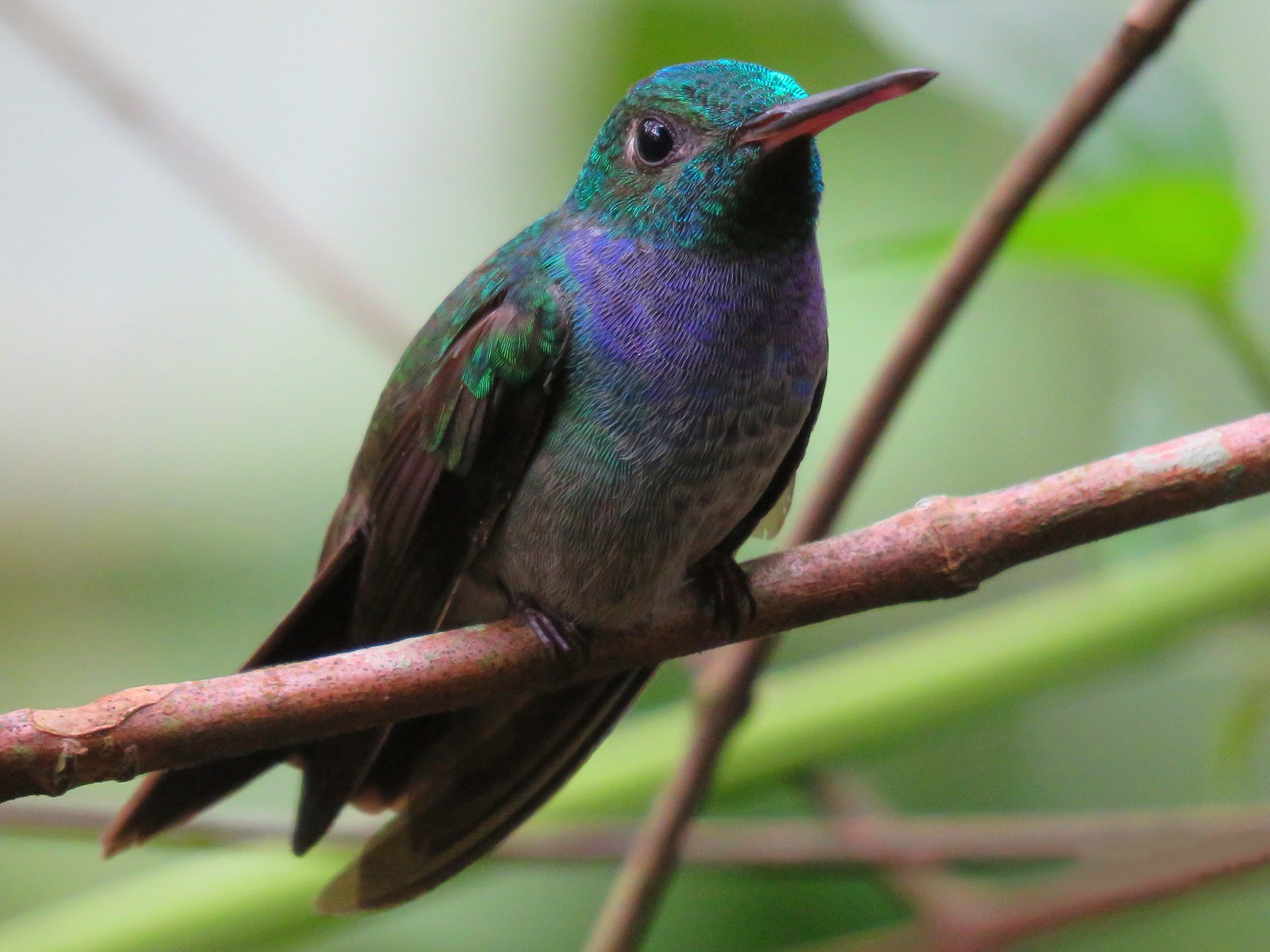 Blue-chested Hummingbird - Rolando Jordan