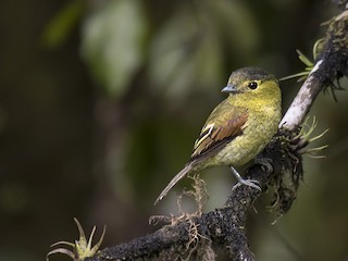 นกเพศเมียเต็มวัย - Guillermo  Saborío Vega - ML50610901