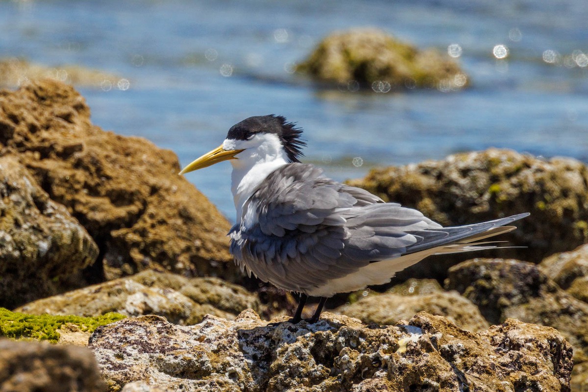 Great Crested Tern - ML506114611