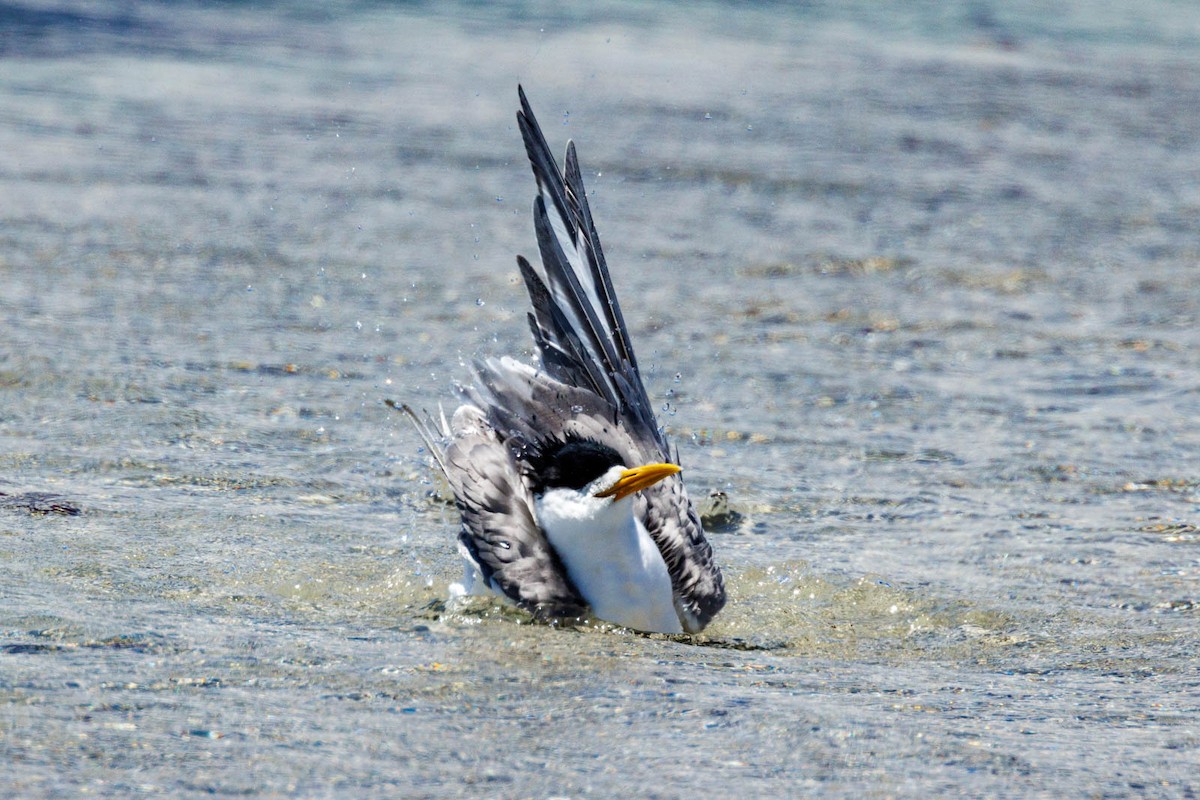 Great Crested Tern - ML506114751