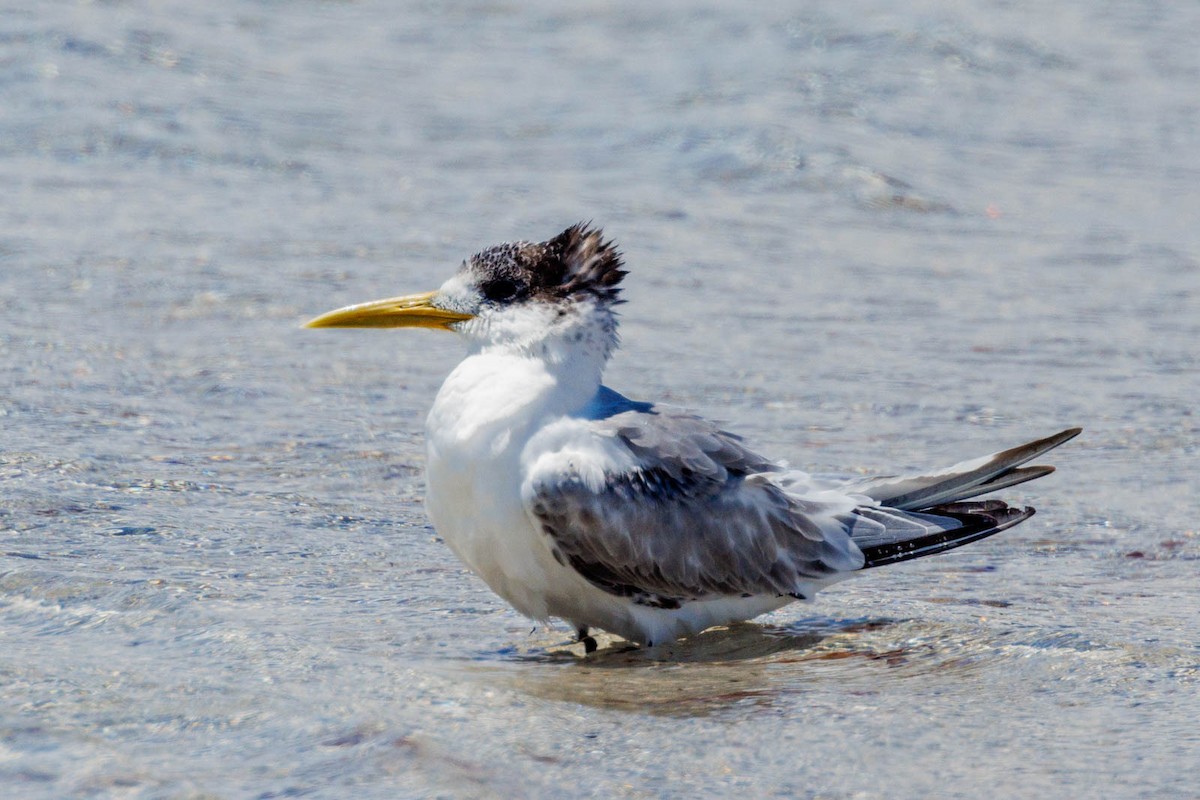 Great Crested Tern - ML506114761