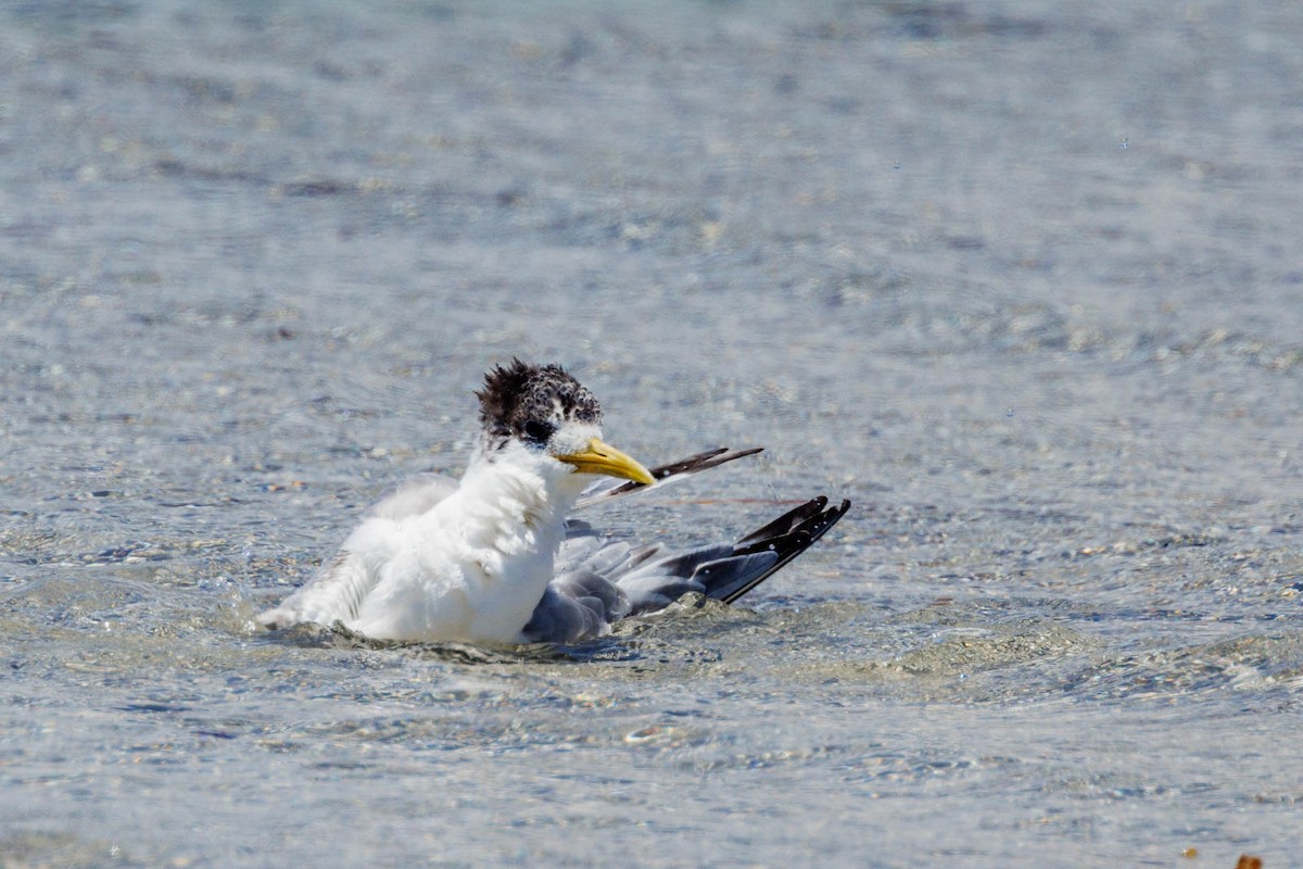 Great Crested Tern - ML506114841