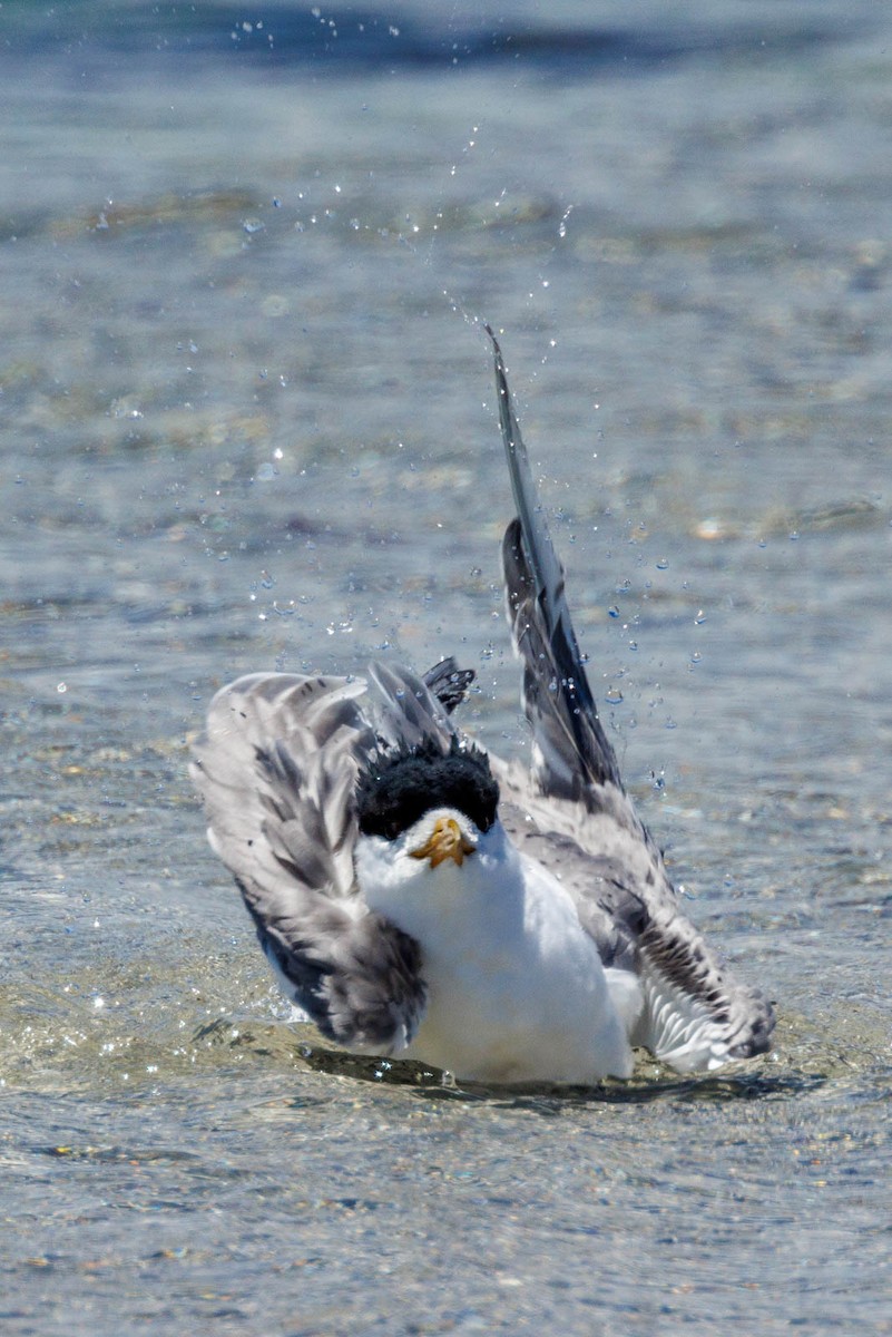 Great Crested Tern - ML506114871