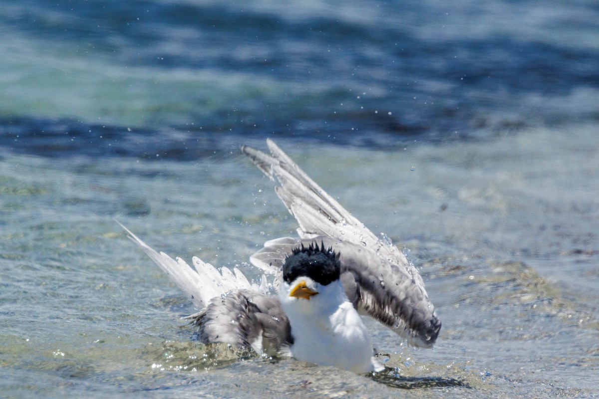 Great Crested Tern - ML506114881