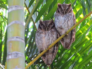 スピックスコノハズク - eBird
