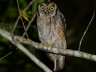  - Tropical Screech-Owl