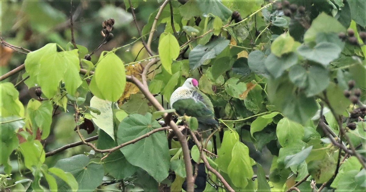 holub tonžský (ssp. fasciatus) - ML506118371