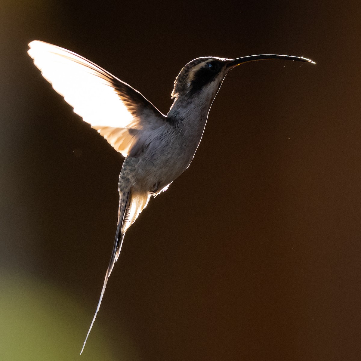 Scale-throated Hermit - ML506120281
