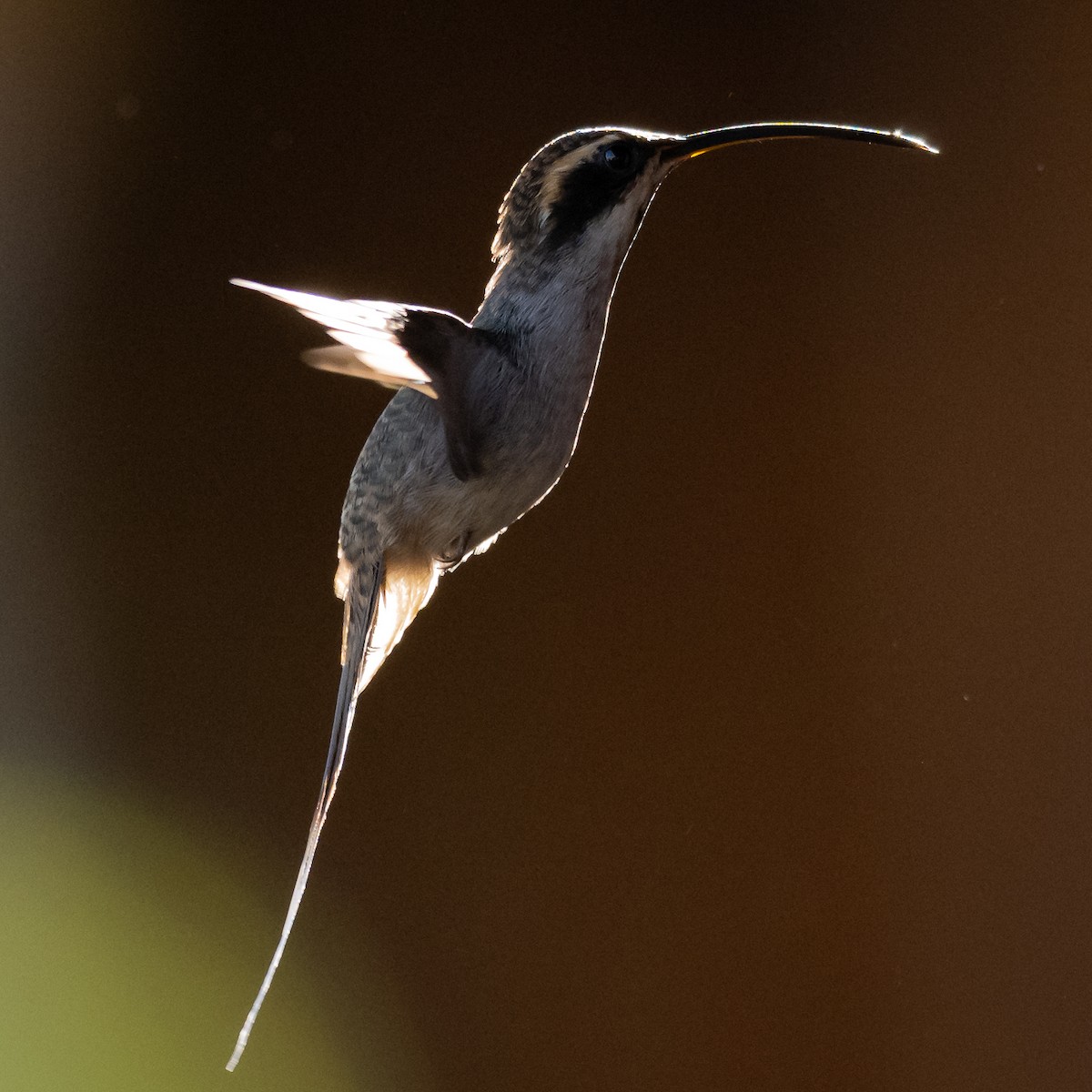 Scale-throated Hermit - Mathurin Malby