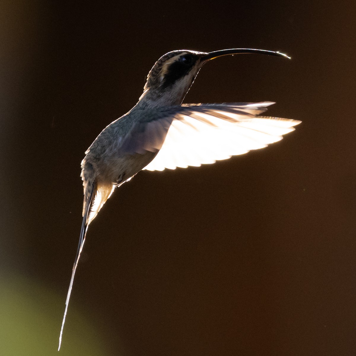 Scale-throated Hermit - ML506120301