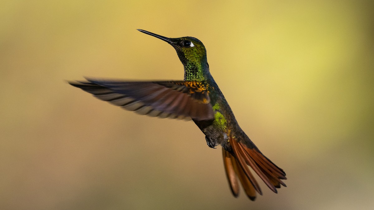 kolibřík brazilský - ML506120481