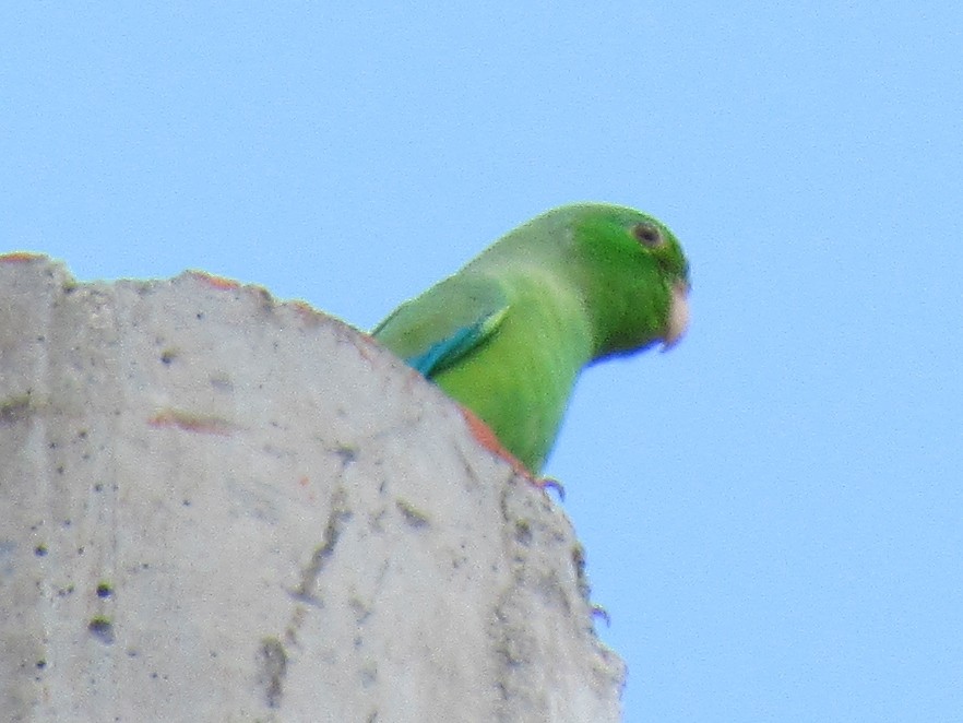 Green-rumped Parrotlet - Jose Luis Ropero
