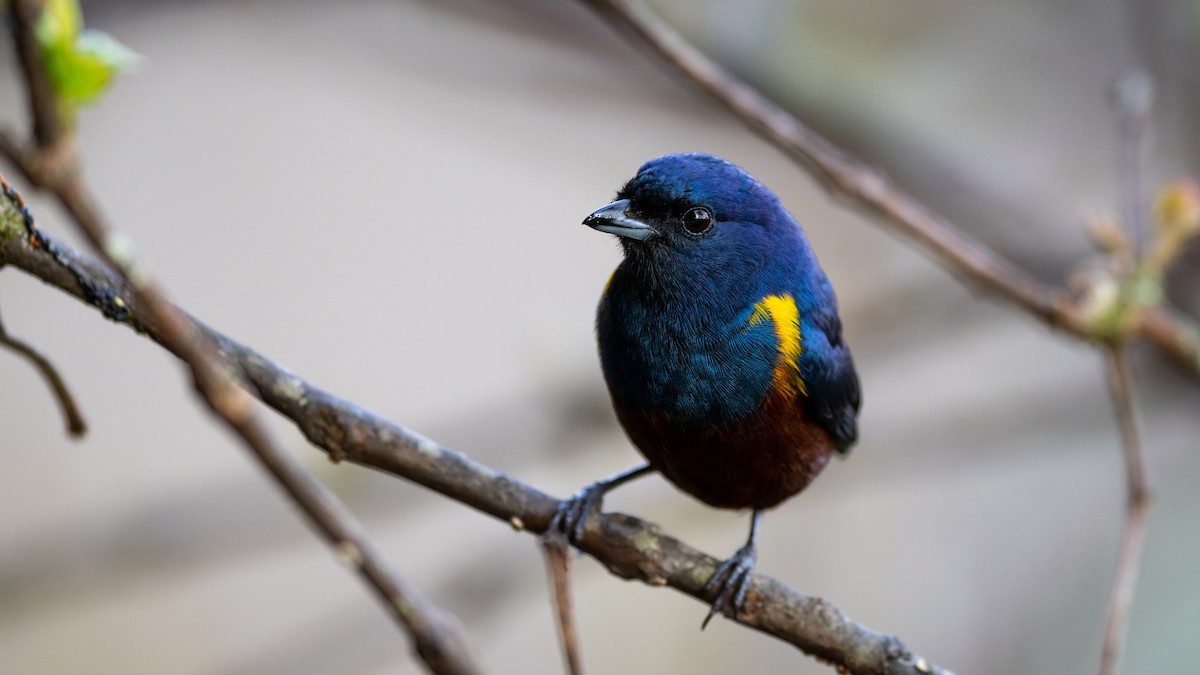 Chestnut-bellied Euphonia - Mathurin Malby