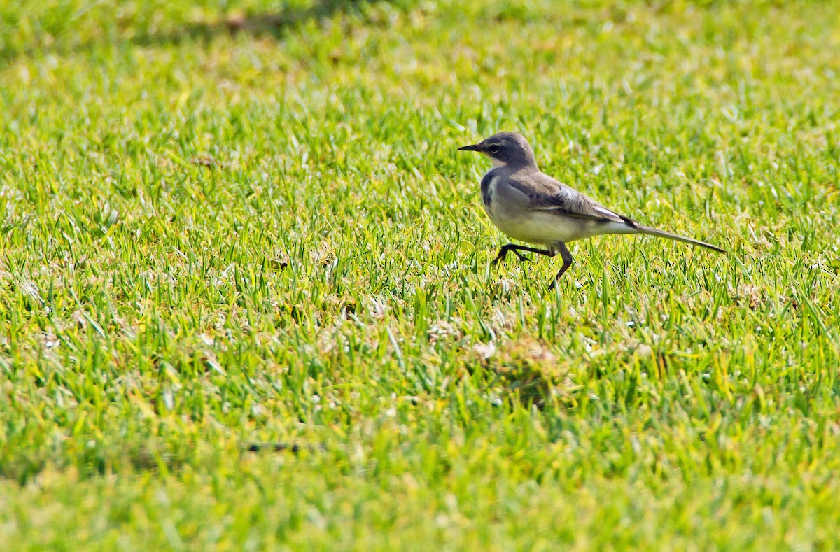 Cape Wagtail - ML506120751