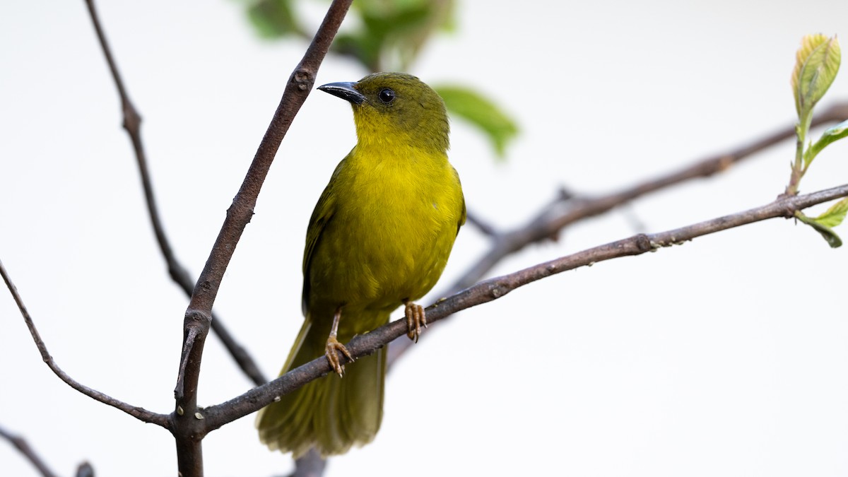 Olive-green Tanager - ML506121301