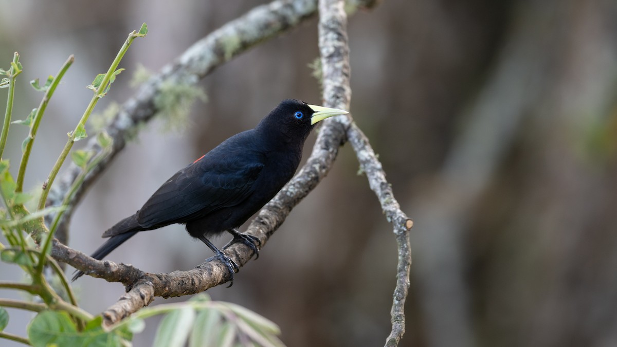 Red-rumped Cacique - Mathurin Malby